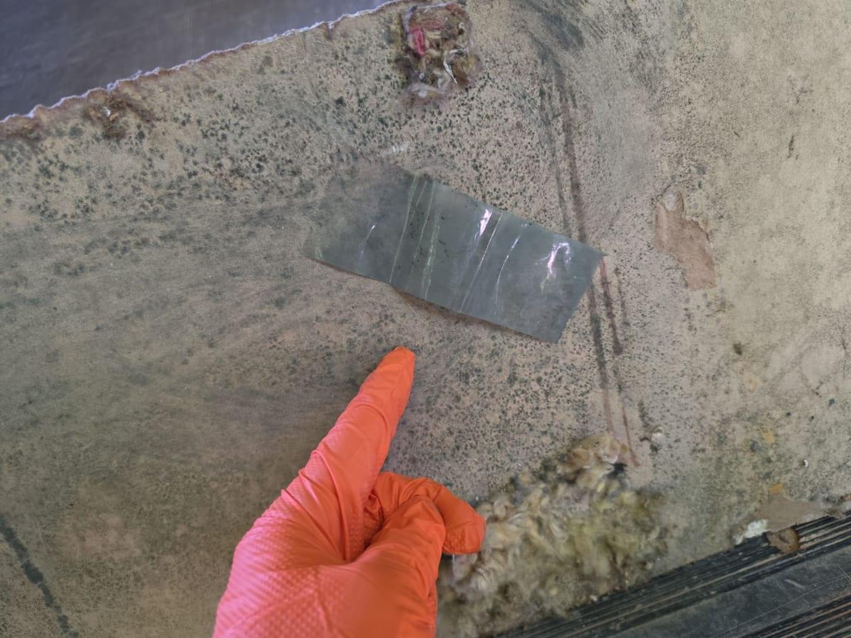 A tape-lift surface sample taken from a wall with mold growth