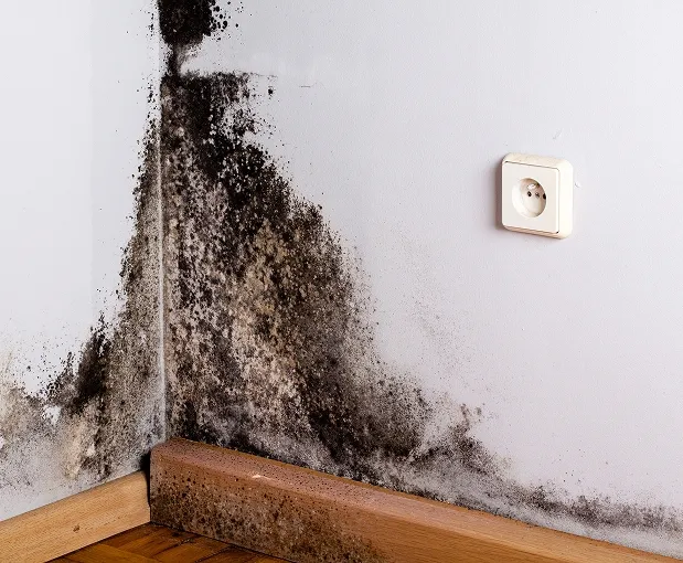 Mold Remediation